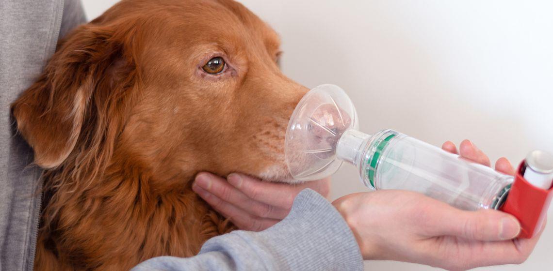 Dog Asthma Treatment